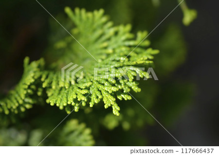 Hinoki cypress Gracils Hinoki cypress Gracils 117666437