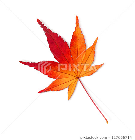 Maple fallen leaves illustration real Maple fallen leaves illustration real 117666714