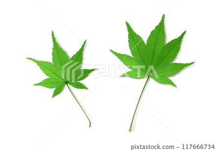 Maple fallen leaves illustration real 117666734