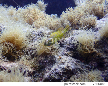 A yellow fish called a black wrasse swimming on rocks in the sea covered with white seaweed 117666886
