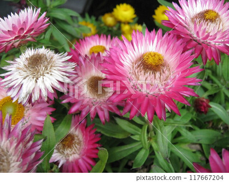 "Close-up of pink flowers of Helichrysum (cornflower)" "Close-up of pink flowers of Helichrysum (cornflower)" 117667204