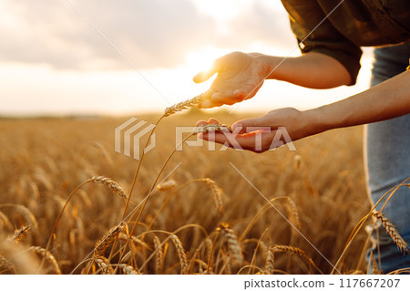 Young woman farmer walking across field and running her hand through golden ears of wheat harvest. Young woman farmer walking across field and running her hand through golden ears of wheat harvest. 117667207