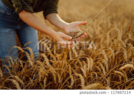 Young woman farmer walking across field and running her hand through golden ears of wheat harvest. Young woman farmer walking across field and running her hand through golden ears of wheat harvest. 117667214