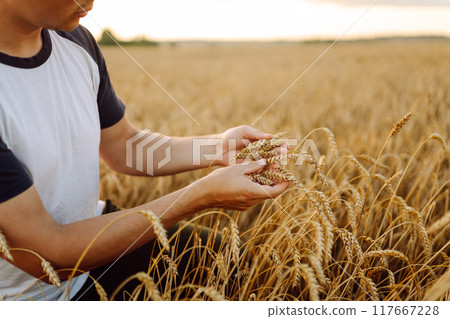 An agronomist in a golden wheat field holds bunches of wheat in his hands, checks the quality. 117667228