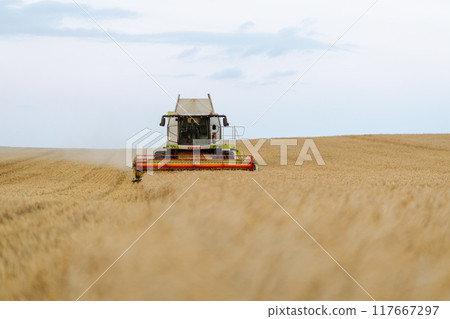 Modern industrial combine harvester harvests wheat cereals on a summer day. Rich harvest concept. 117667297