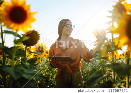 Female farmer analyzing sunflower on sunny day. Agriculture and harvesting concept. Female farmer analyzing sunflower on sunny day. Agriculture and harvesting concept. 117667331