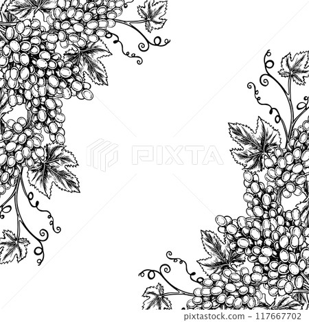 A frame with vines and bunches of grapes. Vector graphics, black and white hand-drawn illustration. Isolate on a white background. A design element for packages and labels. For banners and posters. A frame with vines and bunches of grapes. Vector graphics, black and white hand-drawn illustration. Isolate on a white background. A design element for packages and labels. For banners and posters. 117667702