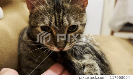 Beautiful tabby cat licking her paw by tongue indoor. Pretty kitty doing herself manicure at home. Cute kitten grooming herself at house. Concept of adorable domestic animal 117668004
