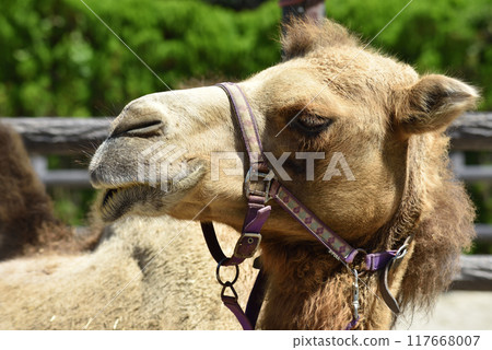 Profile of a Bactrian Camel Profile of a Bactrian Camel 117668007
