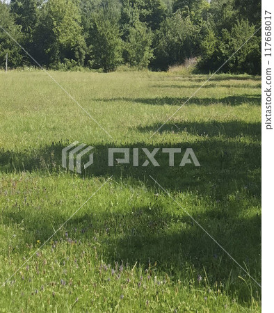 Grass field 117668017
