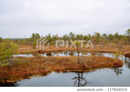 Scenic view of wooden trail through wetlands. Hiking trail for active recreation. Scenic view of wooden trail through wetlands. Hiking trail for active recreation. 117668019