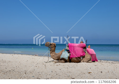 Camel relaxing on a beach, Djerba, Tunisia 117668206