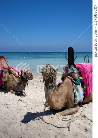Camels relaxing on a beach, Djerba, Tunisia 117668207