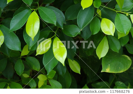 Plant leaves 117668276