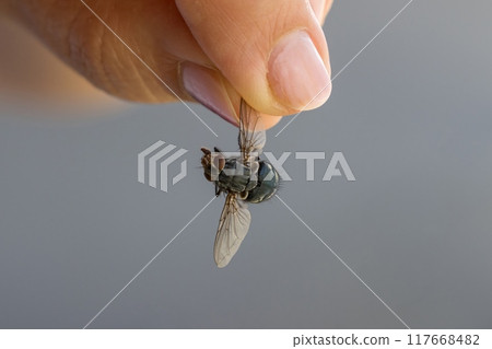 Close-up shot of fingers gently holding a fly 117668482