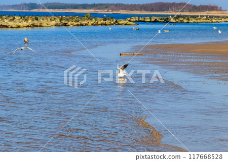Flock of seagulls swimming in the Baltic sea 117668528