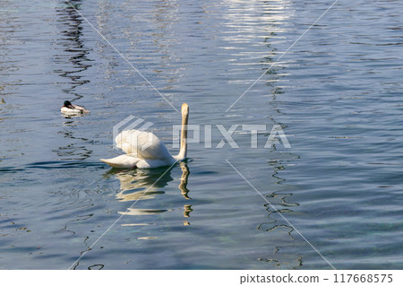 White swan swimming in the lake White swan swimming in the lake 117668575
