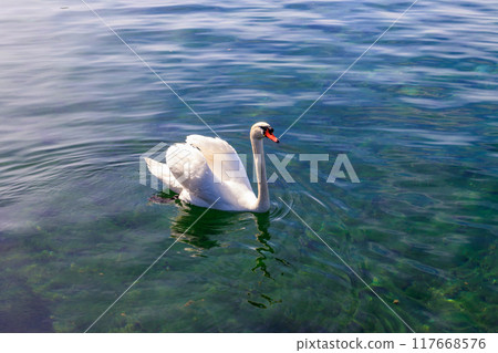 White swan swimming in the lake White swan swimming in the lake 117668576