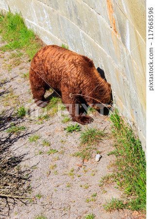 Bear in Bear Pit in Bern, Switzerland. Bear is a symbol of Bern city Bear in Bear Pit in Bern, Switzerland. Bear is a symbol of Bern city 117668596