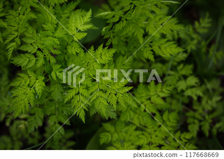 fern plant 117668669