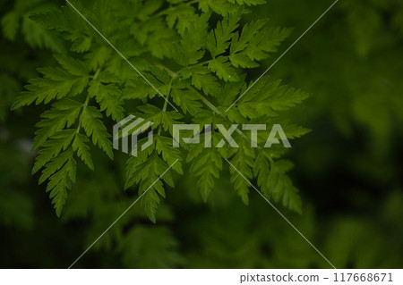 蕨類植物 蕨類植物 117668671
