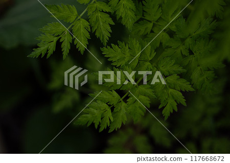 蕨類植物 117668672