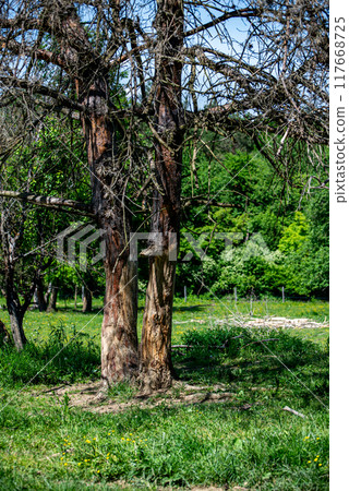 Tree stump stripped and damaged by deers in National park of Hungary. Tree stump stripped and damaged by deers in National park of Hungary. 117668725