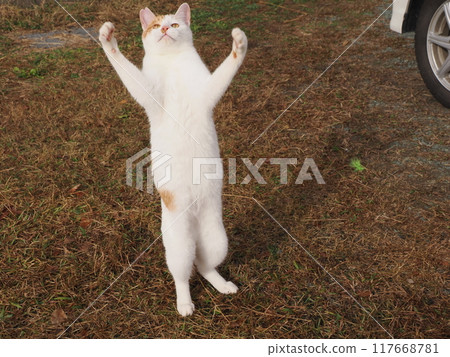 The cute expressions and movements of a cat playing innocently 117668781