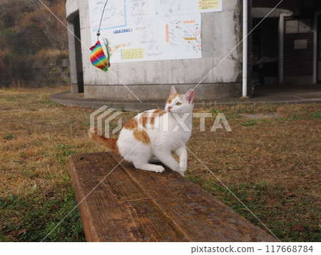 The cute expressions and movements of a cat playing innocently The cute expressions and movements of a cat playing innocently 117668784