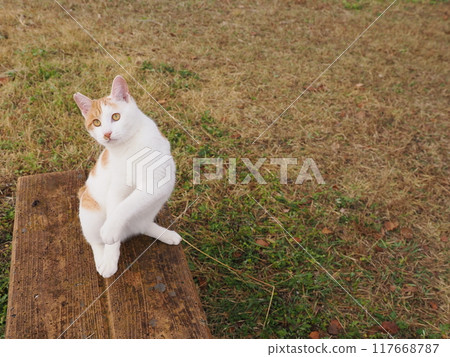 The cute expressions and movements of a cat playing innocently The cute expressions and movements of a cat playing innocently 117668787