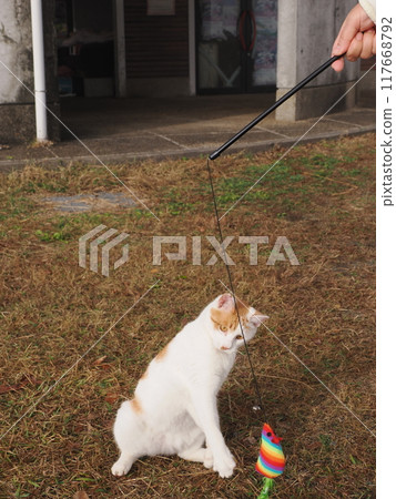 The cute expressions and movements of a cat playing innocently 117668792