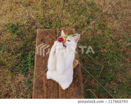 The cute expressions and movements of a cat playing innocently 117668793