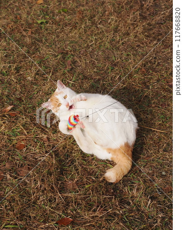 The cute expressions and movements of a cat playing innocently The cute expressions and movements of a cat playing innocently 117668820