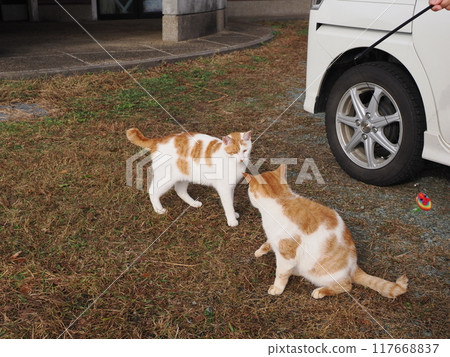 The cute expressions and movements of a cat playing innocently The cute expressions and movements of a cat playing innocently 117668837