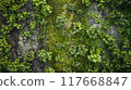 Old stone texture. Moss rock surface. Forest nature grass pattern. Green plant backdrop. Abstract closeup flora material 117668847