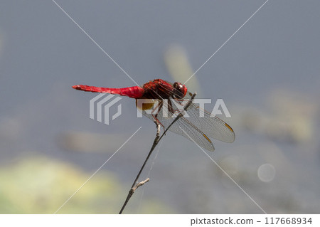 Scarlet dragonfly perched on a dead branch Scarlet dragonfly perched on a dead branch 117668934