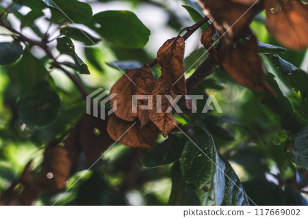 Dry foliage on an apple tree. Blue, orange leaves among the green Dry foliage on an apple tree. Blue, orange leaves among the green 117669002