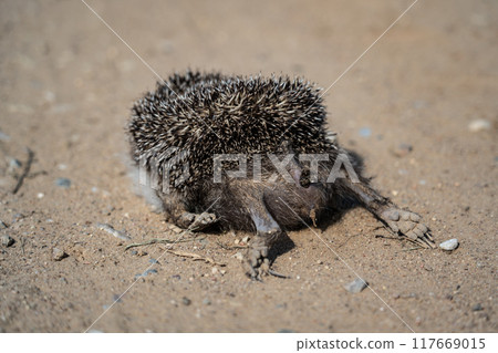 A dead hedgehog lies on a gravel road 117669015