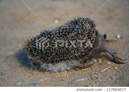 A dead hedgehog lies on a gravel road A dead hedgehog lies on a gravel road 117669017