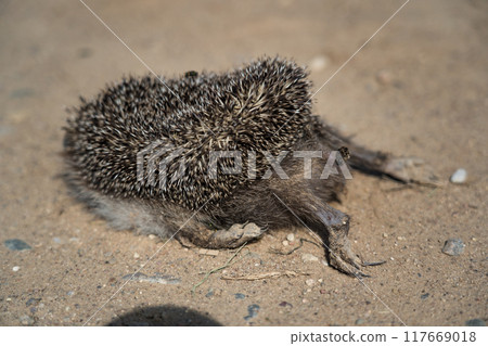 A dead hedgehog lies on a gravel road A dead hedgehog lies on a gravel road 117669018