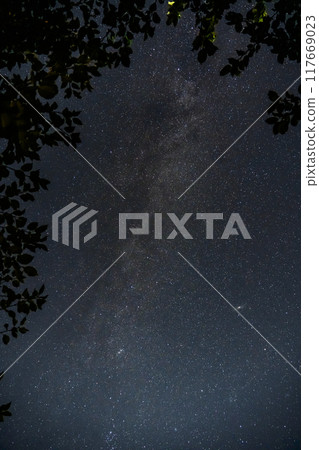 The Milky Way. The starry sky. The crown of the tree on the right in the corner 117669023