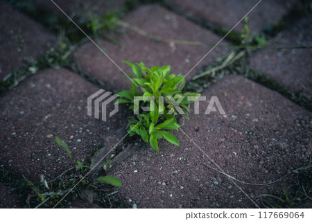 The grass grows through the paving slabs. Weeds grow through paving slabs The grass grows through the paving slabs. Weeds grow through paving slabs 117669064