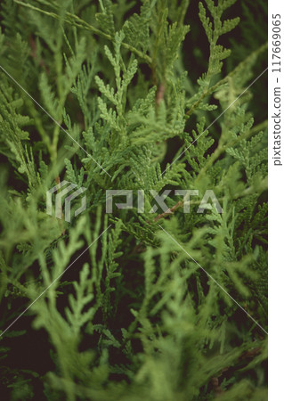 Green, young thuja, near. Branches of thuja Green, young thuja, near. Branches of thuja 117669065