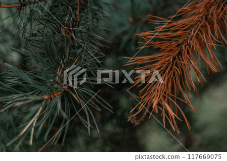The fir branches are dark green in color. A dry fir branch. Dry fir needles The fir branches are dark green in color. A dry fir branch. Dry fir needles 117669075