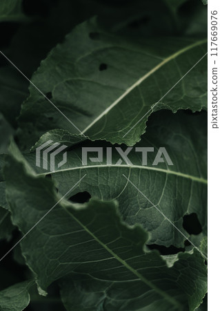 Dark large grass leaves nearby. Dried grass. Low contrast. Grass background 117669076