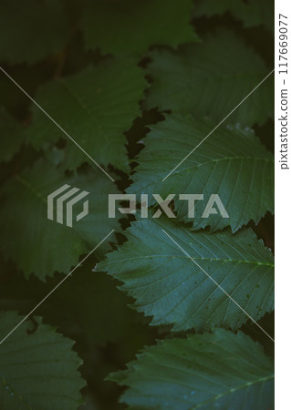 Dark large grass leaves nearby. Dried grass. Low contrast. Grass background 117669077