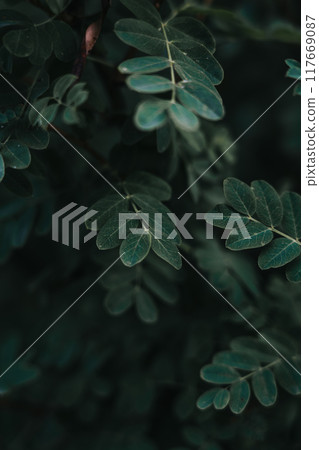 Dark leaves nearby. Dried grass. Low contrast. Grass background Dark leaves nearby. Dried grass. Low contrast. Grass background 117669087