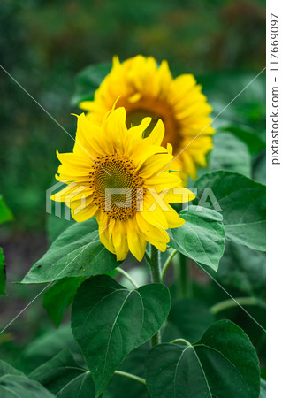 Sunflower is a plant in the garden in the village. Two sunflowers Sunflower is a plant in the garden in the village. Two sunflowers 117669097