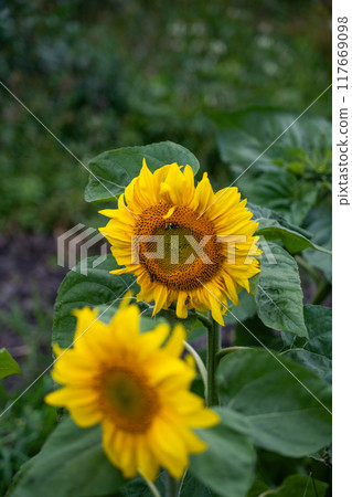 Sunflower is a plant in the garden in the village. Two sunflowers Sunflower is a plant in the garden in the village. Two sunflowers 117669098