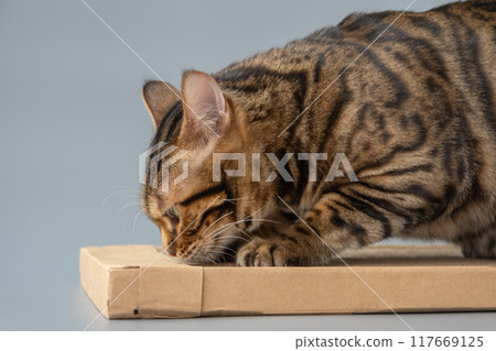 Close-up of cat claws. The cat uses a scratching post made of cardboard. An eco-friendly modern product. 117669125